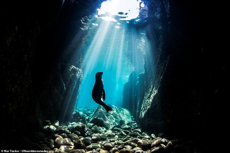 Ảnh chụp con sư tư biển trong hang đá giúp Nur Tucker giành giải nhất hạng mục Cảnh quan dưới nước.