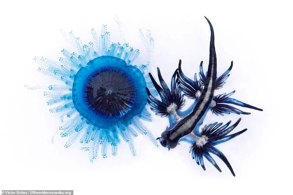 Bức ảnh này được chụp bằng ống kính macro. Nhiếp ảnh gia Tây Ban Nha Victor Núñez đã chụp được một con glaucus atlanticus, loại sên biển còn được gọi là rồng xanh.