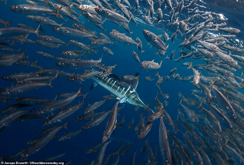 Con cá marlin sọc lọt giữa đàn cá mòi đang di cư ở ngoài khơi Mexico.