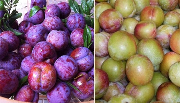 Phân biệt mận ta, mận Trung Quốc