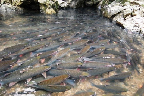 Suối cá thần Cẩm Lương - Điểm du lịch kỳ thú