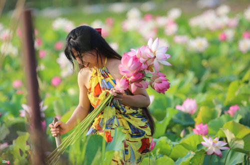 Ngắm mùa hoa sen nở rộ ở Hải Phòng