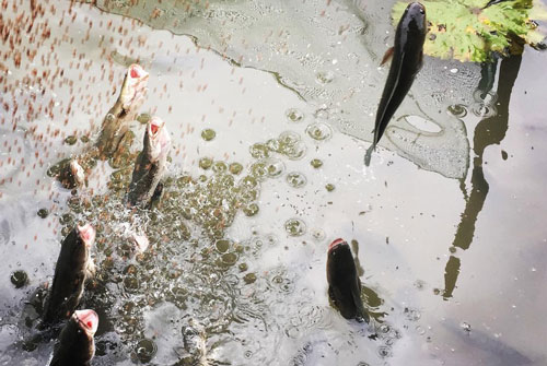 Ở đâu du khách được xem cá lóc bay?