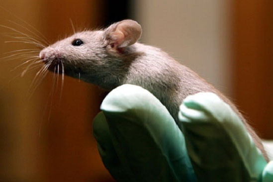 Phát hiện khả năng tái tạo não từ tế bào trong não chuột