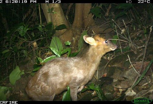 Huế phát hiện loài thú cực hiếm, nhờ chuyên gia quốc tế đánh giá