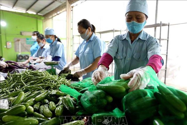 Triển vọng hợp tác nông nghiệp Việt Nam và Tanzania