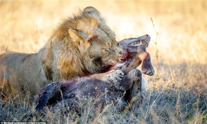 Đàn linh cẩu bất lực nhìn sư tử cắn xé điên cuồng đồng loại - 4