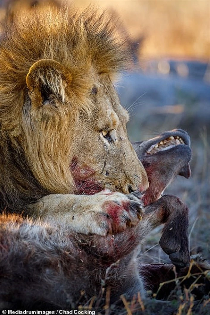 Đàn linh cẩu bất lực nhìn sư tử cắn xé điên cuồng đồng loại - 6