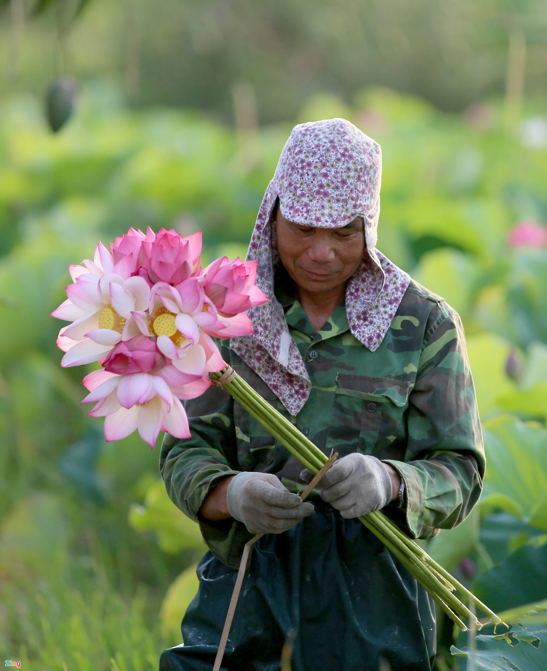 Một chủ đầm cho biết sen năm nay được mùa và đẹp. Ngoài hái hoa, nhụy để bán, họ còn kiếm thêm từ dịch vụ chụp ảnh. Tuy nhiên, năm nay dịch bệnh Covid-19 phức tạp nên họ không hy vọng nhiều vào dịch vụ kiếm thêm này.