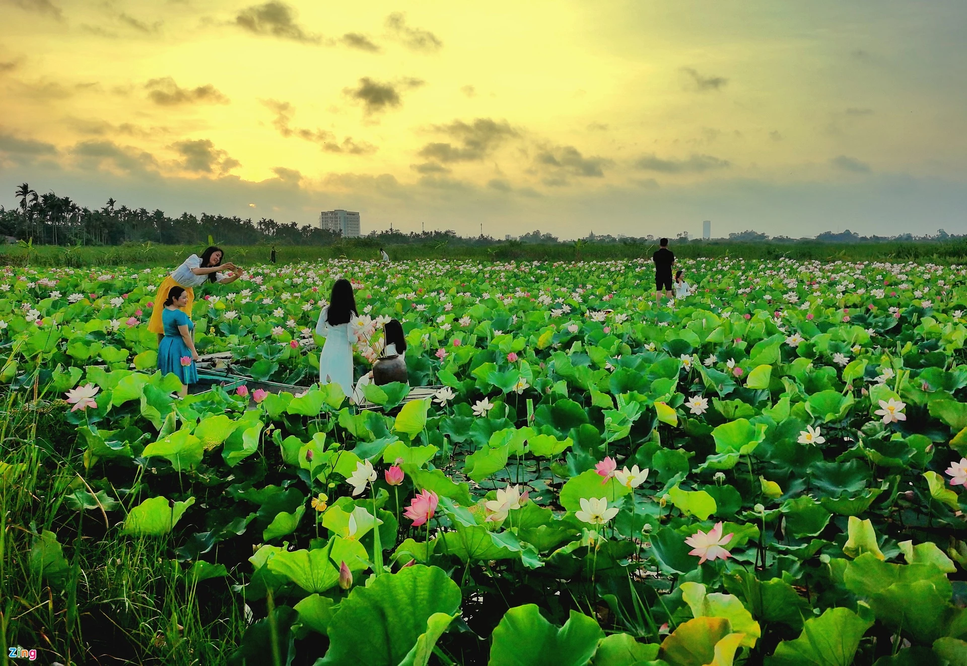 Thời điểm sáng sớm, nhiều người ưa thích đến chụp hình khi cánh sen còn e ấp những hạt sương mai.