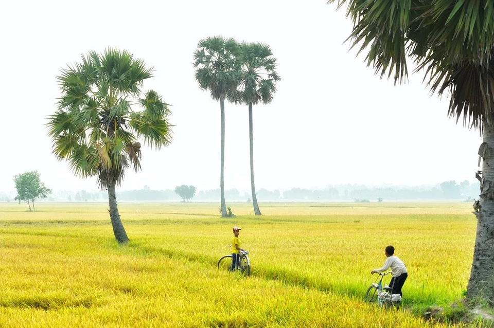 Nhắc đến thiên nhiên An Giang, người ta nghĩ ngay đến những cánh đồng thốt nốt ngút chân trời. Cây thốt nốt gắn liền với đời sống sinh hoạt của người An Giang từ bao đời nay, có nhiều nhất ở vùng Thất Sơn. Hình ảnh những cánh đồng thốt nốt nhuộm nắng chiều vàng ươm khắc sâu trong tâm trí những lữ khách ghé chân đến đây. Ảnh: Huỳnh Phúc Hậu.