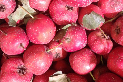 5 loại thực phẩm tuyệt đối không nên ăn khi bụng đói, không những gây đau bụng, tiêu chảy mà còn "bào mòn" dạ dày của bạn