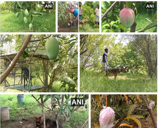 Cặp vợ chồng thuê 4 vệ sĩ, nuôi 6 con chó để bảo vệ cây xoài chỉ có 7 quả, người dân chê cười nhưng biết sự tình thì choáng váng