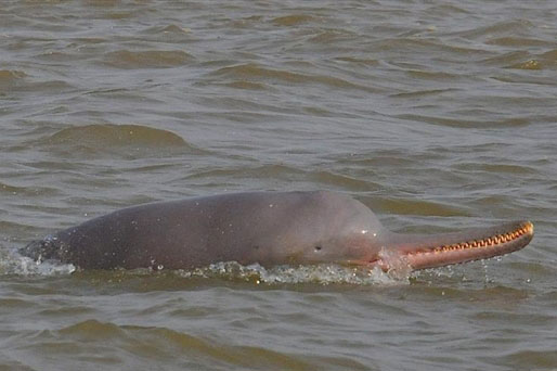 Cá heo, cá sấu 'sống dở chết dở' vì thi thể nghi mắc COVID-19 dân Ấn thả sông