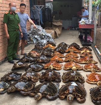 Tây Ninh: Án phạt 22 năm tù cho hai đối tượng buôn bán 39 tiêu bản rùa biển