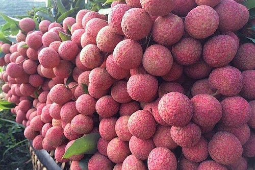 Mẹo phân biệt vải thiều Việt Nam và vải thiều Trung Quốc