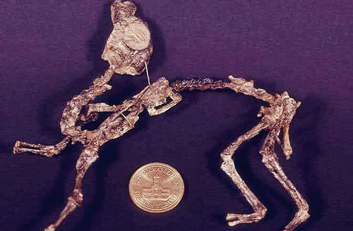 Cứ tưởng khám phá ra loài khủng long tí hon, ai ngờ rằng khi trưởng thành chúng lại nặng cả tấn