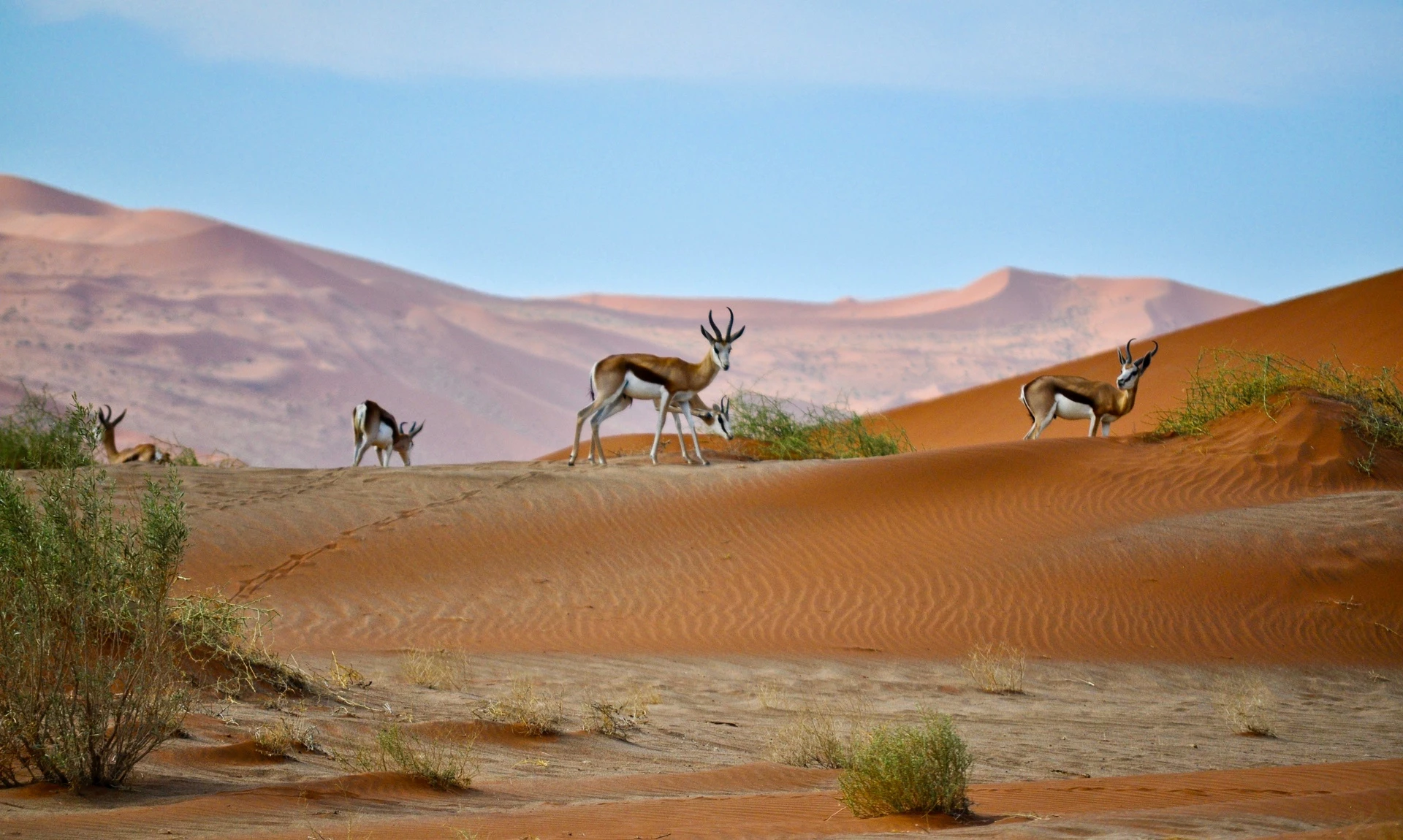 Bạn sẽ phải băng qua những sa mạc lâu đời, các cồn cát gần Đại Tây Dương và nhiều vịnh đẹp nhất ở châu Phi. Trên chặng đường phiêu lưu của mỗi lái xe còn gặp nhiều loài động vật hoang dã, được khám phá một thiên nhiên hoàn toàn mới mẻ.