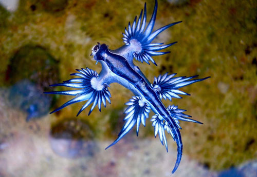 5 loài mang tên rồng và nơi tìm ra chúng