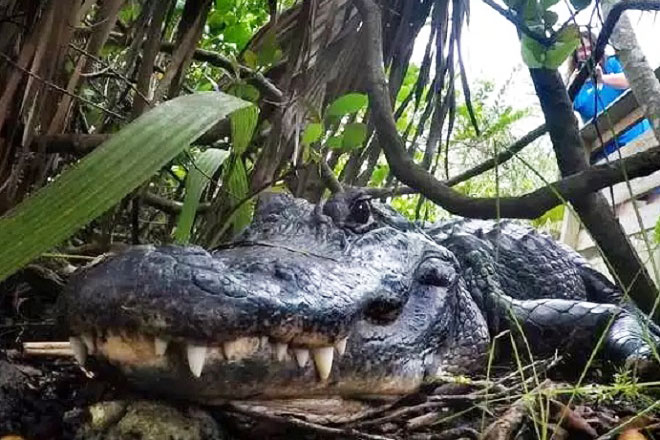 Khả năng 'tái sinh' phi thường của cá sấu