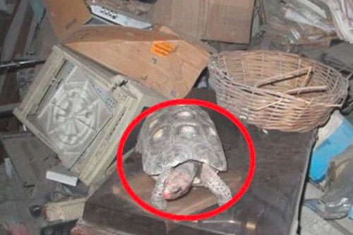 Thất lạc rùa cưng suốt 30 năm, cả gia đình không khỏi sửng sốt khi tìm thấy con vật ở nơi không thể ngờ tới