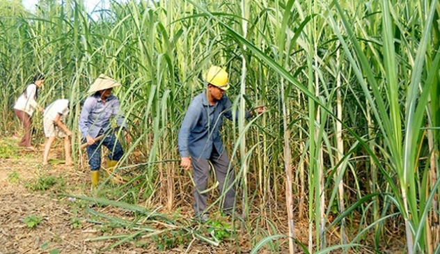 Thông điệp hợp tác của Thái Lan sau khi Việt Nam áp thuế chống bán phá giá với mía đường