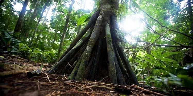 bi an nhung cay co biet di o rung ecuador