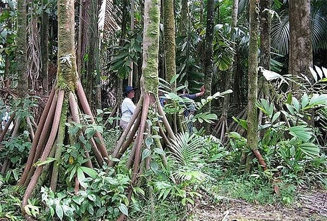 bi an nhung cay co biet di o rung ecuador