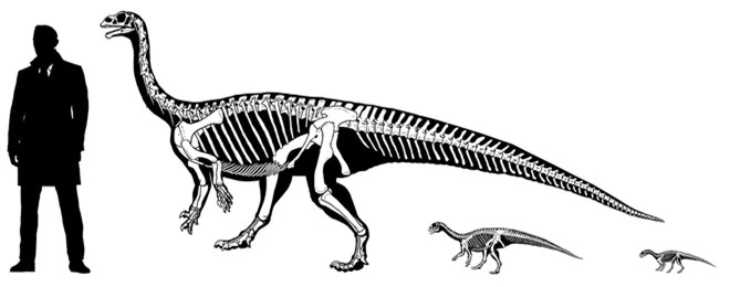 Cứ tưởng khám phá ra loài khủng long tí hon, ai ngờ rằng khi trưởng thành chúng lại nặng cả tấn - Ảnh 4.
