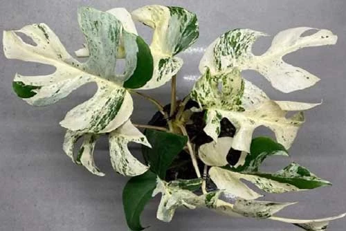 Cây trầu bà lá xẻ đột biến này vừa bán được giá kỷ lục 453 triệu đồng. Cây trầu bà lá xẻ đột biến này vừa bán được giá kỷ lục 453 triệu đồng.