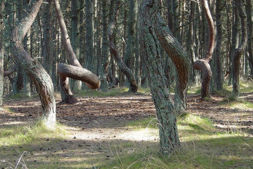 Khám phá nơi những cây thông biết 'nhảy múa'