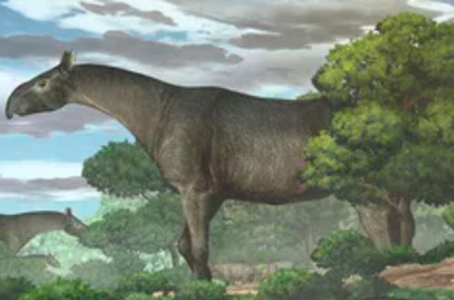 Tê giác khổng lồ được khai quật ở Trung Quốc là một trong những loài động vật có vú lớn nhất từng sống trên Trái Đất