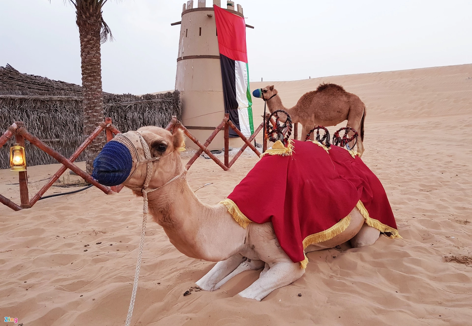 Lạc đà được xem là linh hồn trong truyền thống và văn hóa UAE: Lạc đà đi vào đời sống du mục, trở thành một phần quan trọng trong truyền thống và lịch sử đất nước. Du khách đến UAE đừng bỏ qua việc tham quan trang trại lạc đà, cưỡi lạc đà trên sa mạc hay uống sữa của loài vật này.