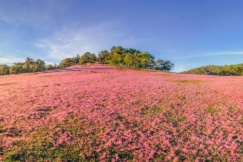 Khám phá hai Đồi cỏ hồng đẹp nhất Đà Lạt