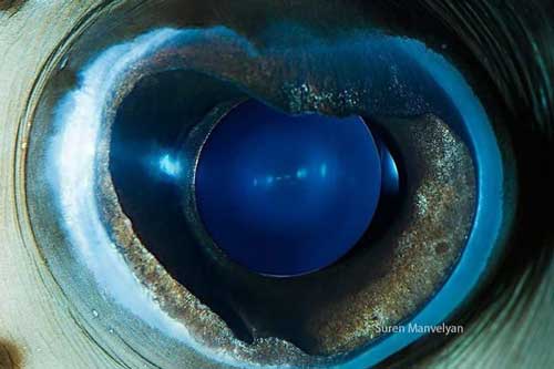 Gi&#x1EAD;t m&#xEC;nh tr&#x1B0;&#x1EDB;c v&#x1EBB; &#x111;&#x1EB9;p k&#x1EF3; l&#x1EA1; &#x111;&#x1EBF;n t&#x1EEB; m&#x1EAF;t c&#x1EE7;a c&#xE1;c lo&#xE0;i &#x111;&#x1ED9;ng v&#x1EAD;t