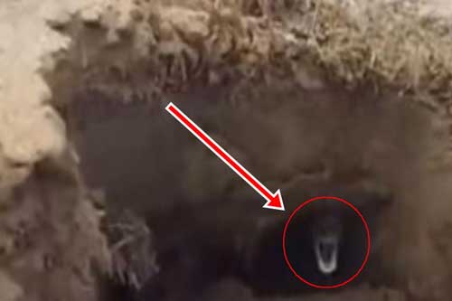 Cố tình ném đá vào trong hang, người đàn ông lập tức bỏ chạy chối chết vì sự cố nằm ngoài dự tính