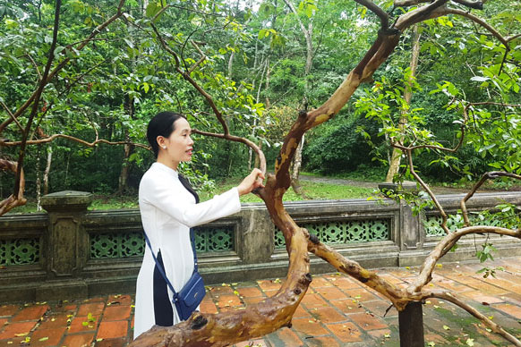 Huyền bí cây ổi biết “cười” ở di tích Lam Kinh