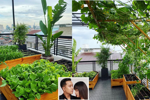 Vườn rau sạch trong biệt thự 40 tỷ đồng của ca sĩ Lê Hoàng