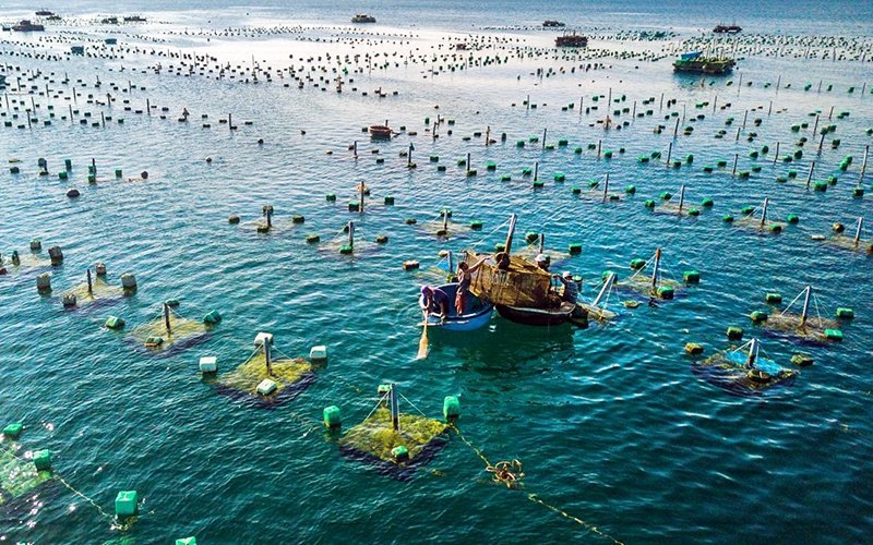 Xuất khẩu thủy sản đang trên đà phục hồi mạnh mẽ
