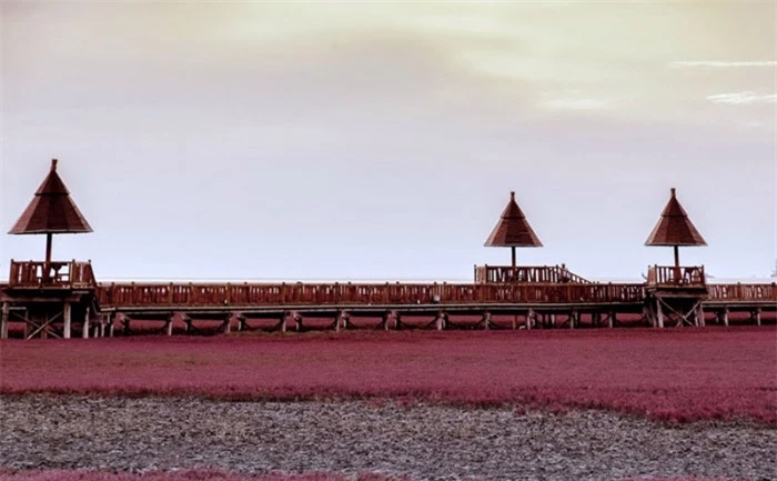 Kỳ quan “bãi biển đỏ” ở Trung Quốc đẹp nhất vào mùa chim di cư 2
