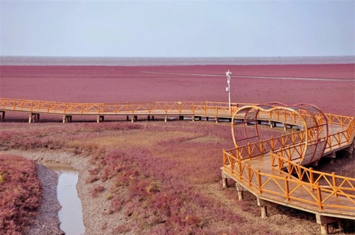 Kỳ quan “bãi biển đỏ” ở Trung Quốc đẹp nhất vào mùa chim di cư 3