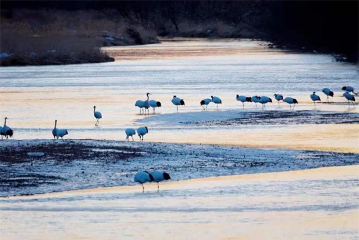 Kỳ quan “bãi biển đỏ” ở Trung Quốc đẹp nhất vào mùa chim di cư 5
