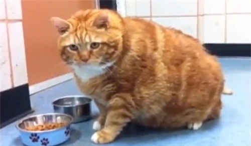 Những siêu sao giảm cân trong thế giới chó mèo - 8