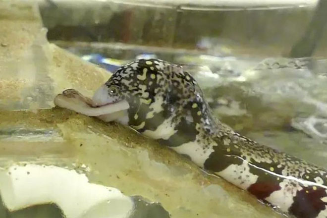 Cá chình có thể nuốt chửng con mồi trên cạn