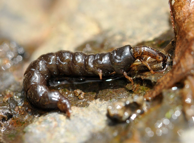 Đặc sản truyền thống của người Nhật khiến du khách thấy rợn người