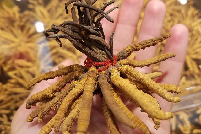 Bật mí 'nấm sâu bướm' - Viagra của Himalaya giá đắt hơn cả vàng