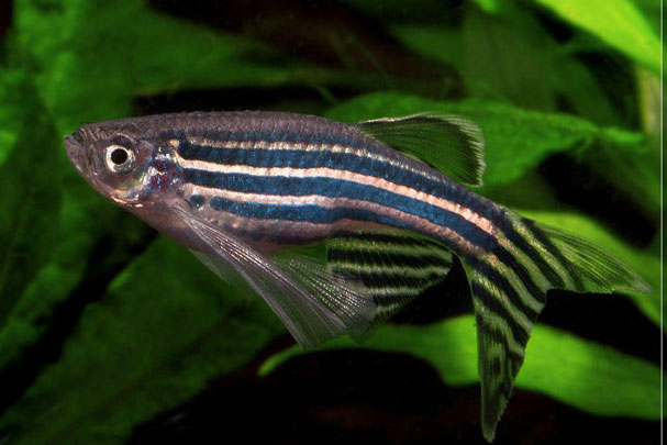 Khám phá khả năng kỳ lạ của các loài động vật: Tự tái tạo tim, đóng băng vào mùa Đông