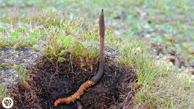 Bật mí 'nấm sâu bướm'-Viagra của Himalaya giá đắt hơn cả vàng ảnh 1