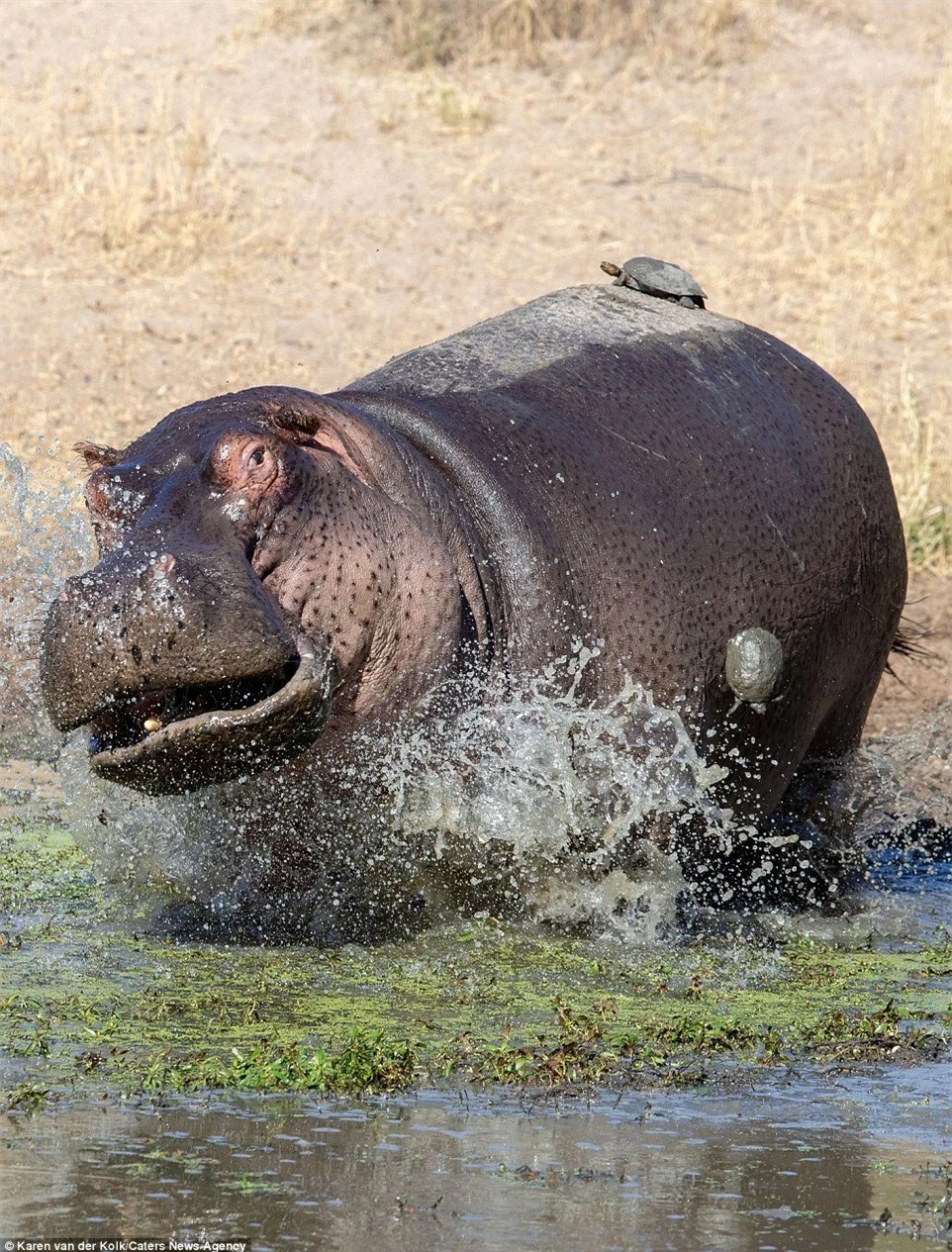 4F1B329C00000578-6063021-The_funny_sequence_of_photos_shows_the_hippo_being_climbed_on_by-m-35_1534334900047 6