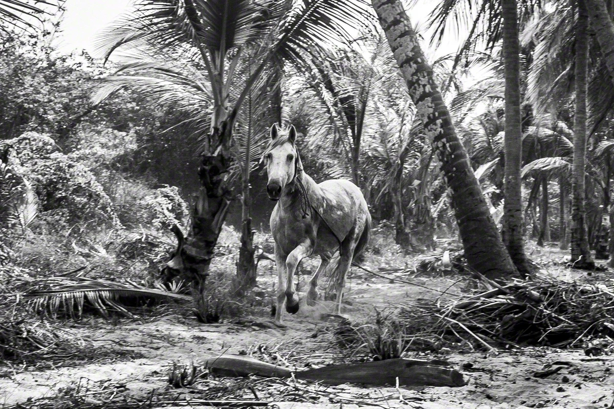 Con ngựa hoang sống trong khu vực của bộ tộc Kogi.